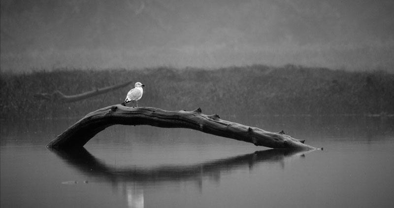 Gull on Log.jpg